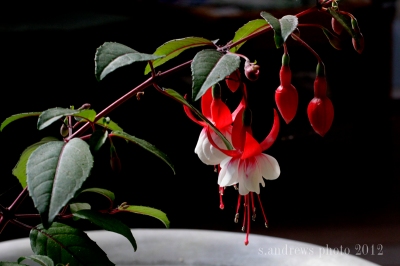 I don't know how old this fuchsia is, but I do know I got it at the Fair one year.