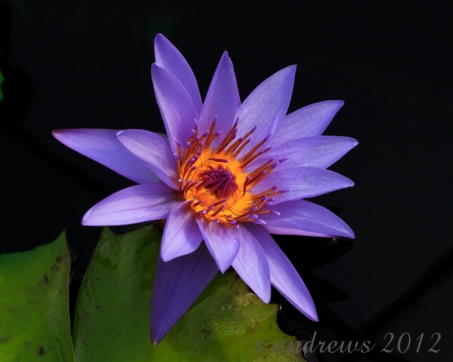 Yellow Center on purple Water Lily; how can a pollinator resist such a beautiful bloom?
