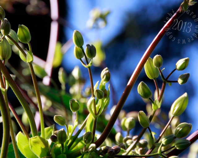 taken on March 7, my evergreen Clematis promises a cascade of blooms 