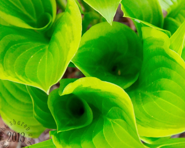 I love watching the hosta's uncurl their leaves each spring