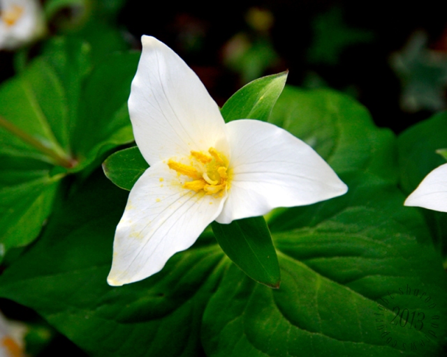 the simplicity of the Trillium always reminds me of my mom 