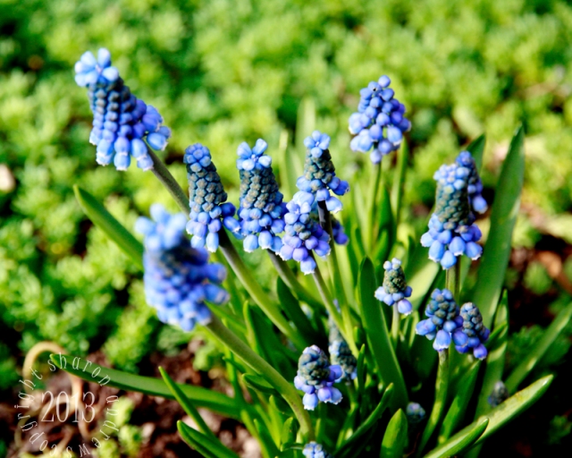 another classic spring gem, Muscari