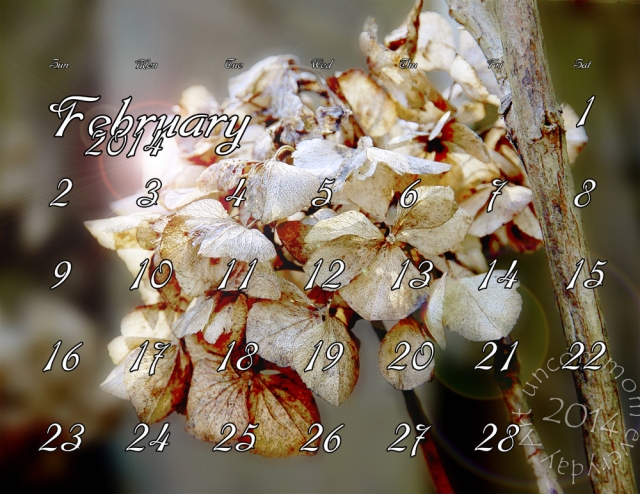 A February calendar background for your computer. A ghost from last summer, hydrangea blooms weathered but still clinging to the bush. Feel free to share, download and enjoy all month long! Just leave me a "like" for payment.