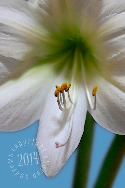 white amaryllis 